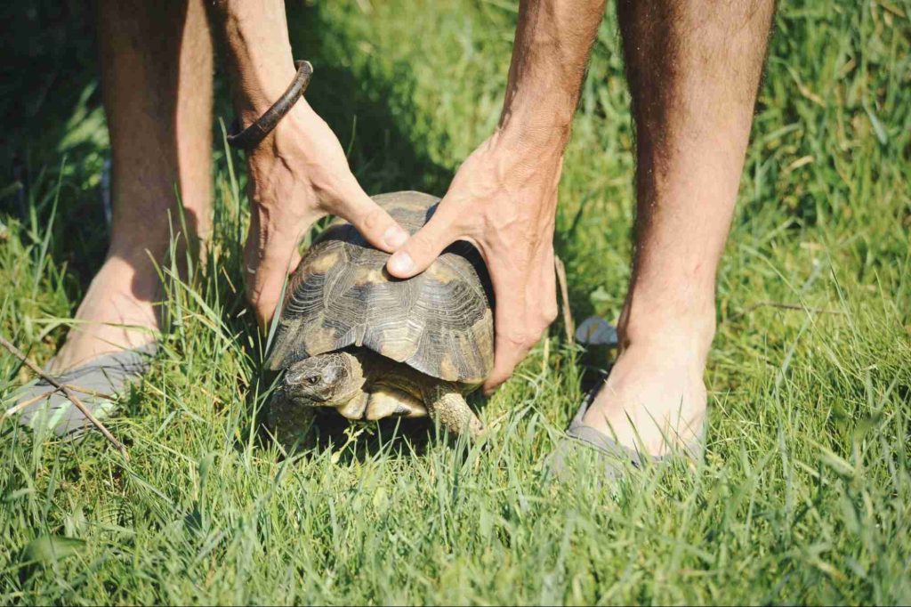 Como se tornar um empreendedor social: tartaruga sendo cuidada por um homem.