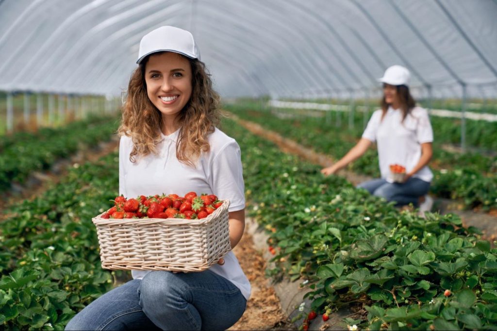 Empreendedorismo social - mulher branca e jovem em uma plantação de morangos, com uma cesta de morangos colhidos.